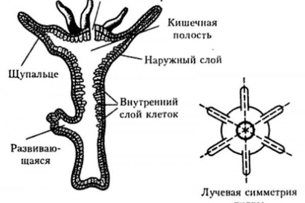 Кракен как зайти